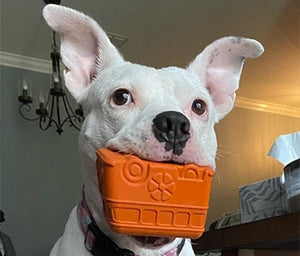 White dog holding an orange toy in its mouth indoors.