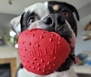 Dog holding a red BULLYV toy in its mouth.