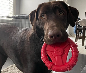 Dog holding a red toy in its mouth indoors