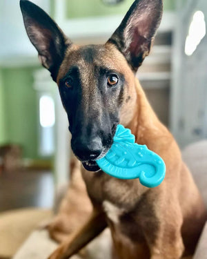 Dog holding a blue toy in its mouth with a blurred indoor background