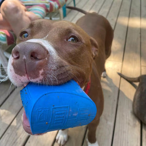 Dog holding a blue toy in its mouth on a wooden deck