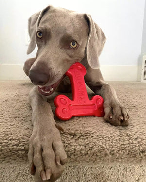 Dog playing with a red bone-shaped toy on a carpeted floor.