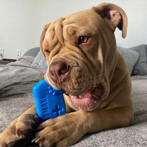 Dog holding a blue toy with a blurred background
